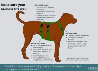 what is the safest type of harness for a dog 2