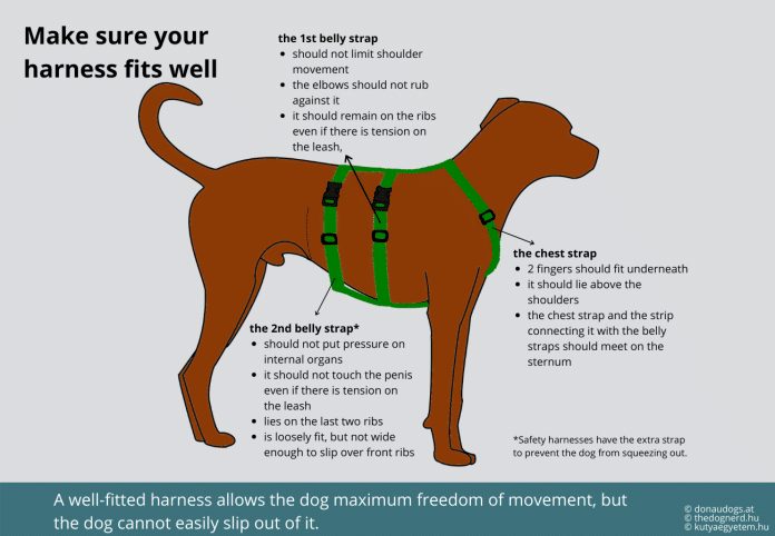 what is the safest type of harness for a dog 2