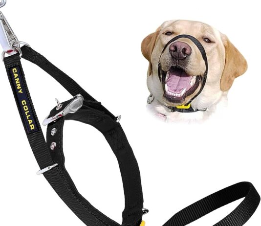 what kind of collar for training dog not to pull 5