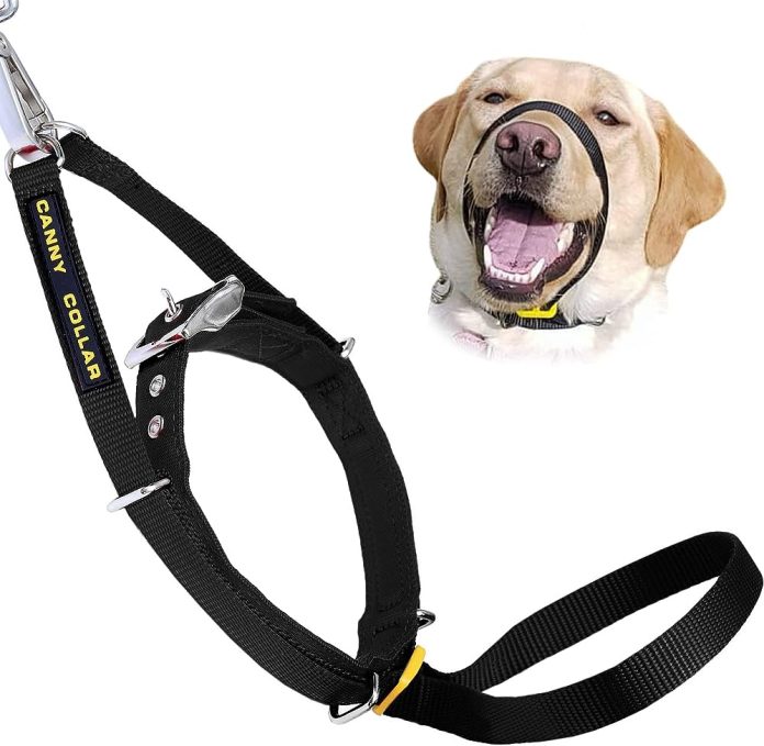 what kind of collar for training dog not to pull 5