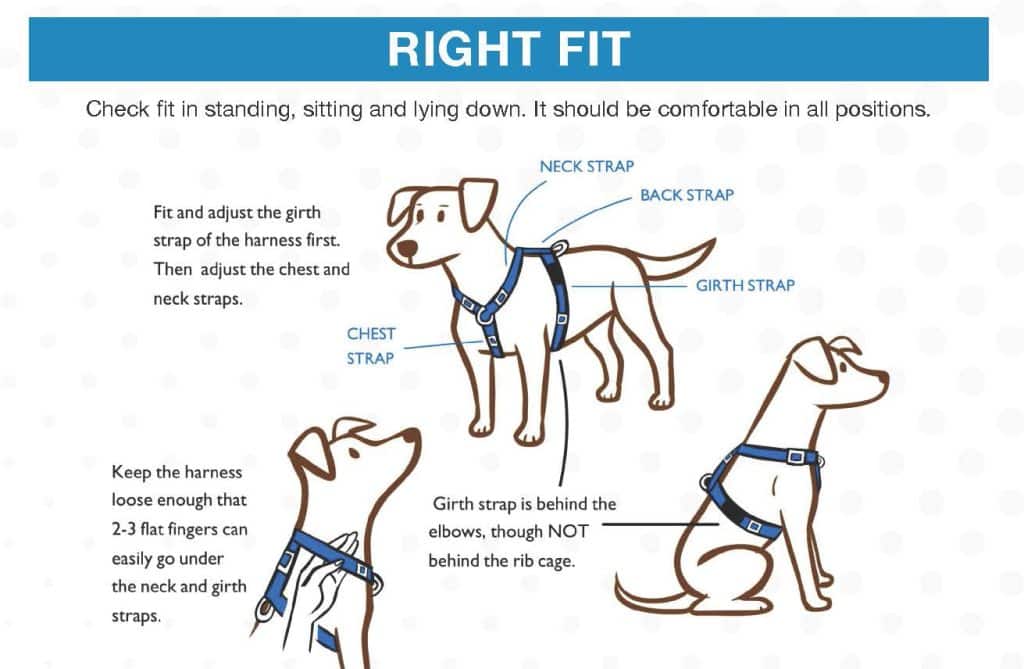What To Avoid In A Dog Harness?