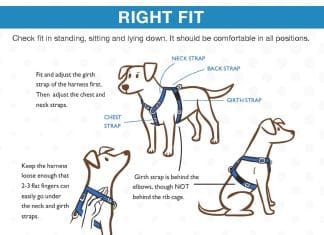 what to avoid in a dog harness 4