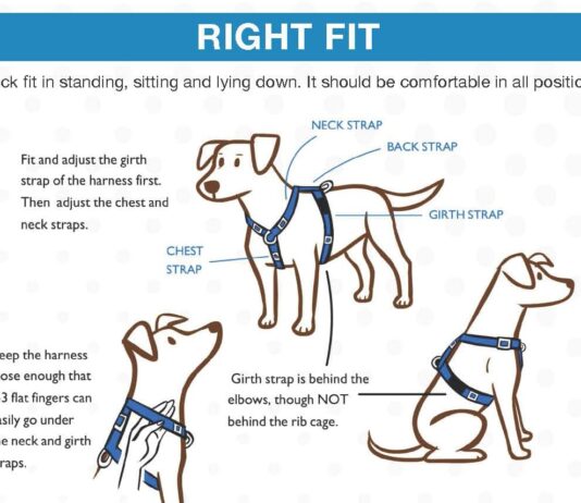 what to avoid in a dog harness 4