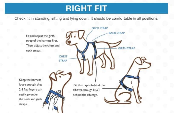 what to avoid in a dog harness 4