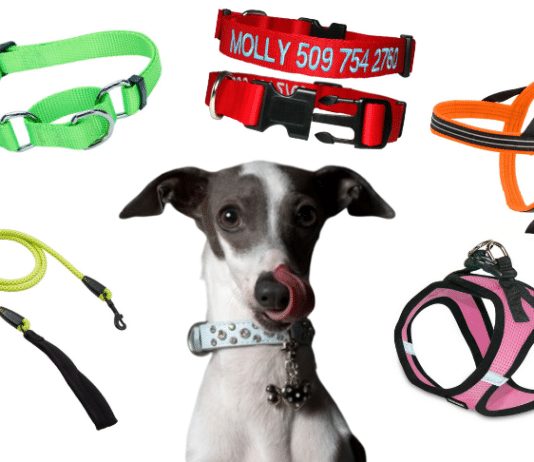 what type of collar is best for dog training 1