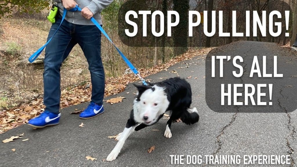 Whats The Best Thing To Stop A Dog Pulling?