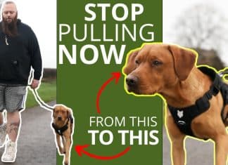 whats the best thing to stop a dog pulling 5