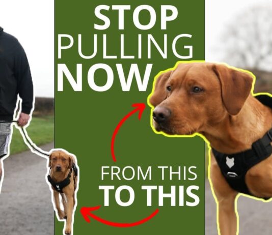 whats the best thing to stop a dog pulling 5