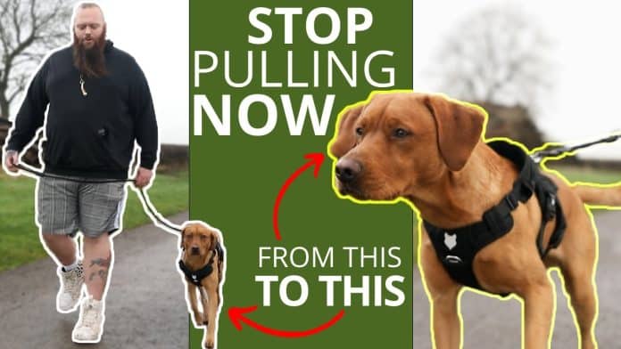 whats the best thing to stop a dog pulling 5