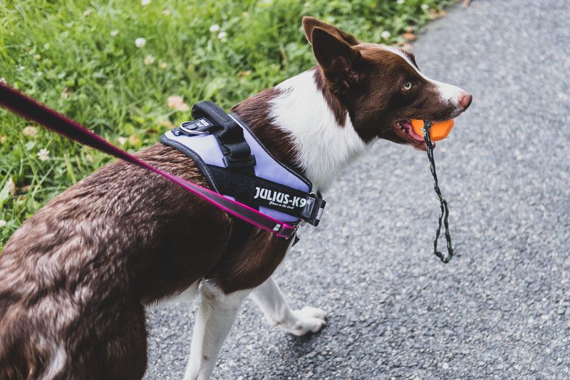 Why Do Dogs Not Pull When Wearing A Harness?