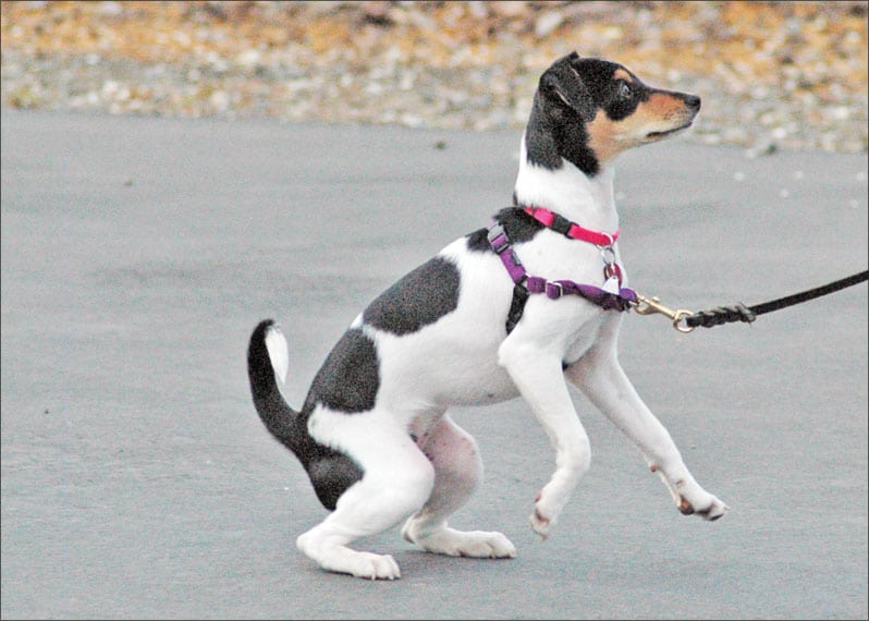 Why Do Dogs Not Pull When Wearing A Harness?