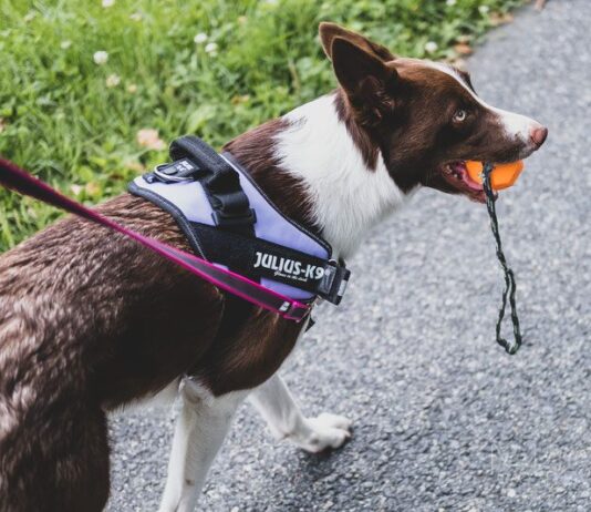 why do dogs not pull when wearing a harness 3