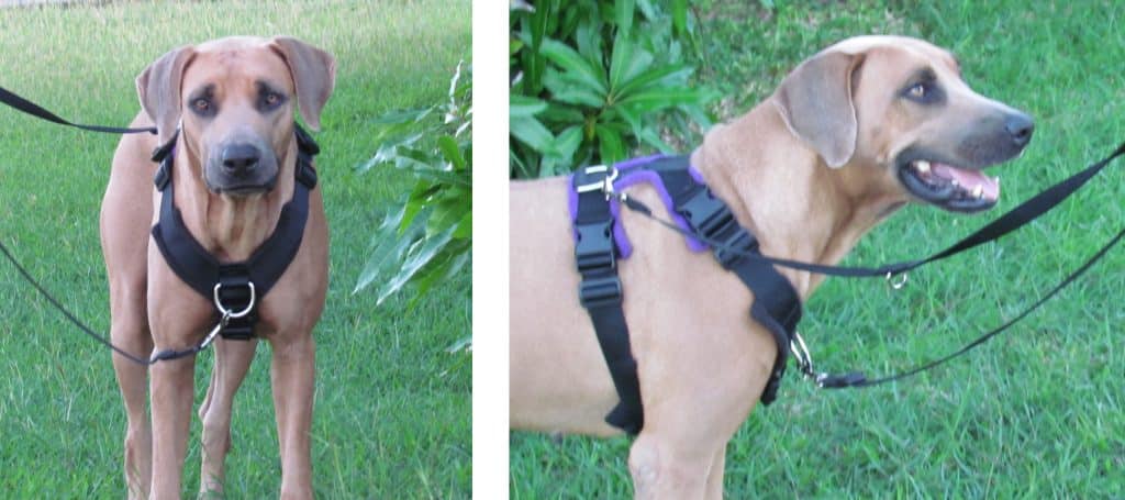 Why Use A Front Clip Dog Harness?