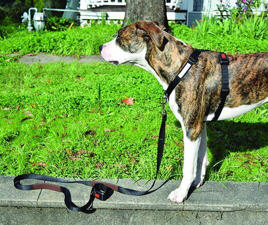 why use a front clip dog harness 4