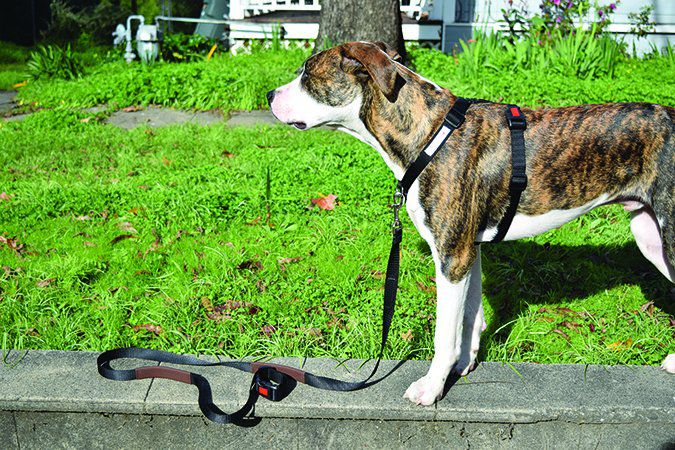 Why Use A Front Clip Dog Harness?