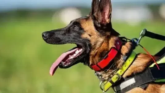 Are There Risks Associated With Using Electronic Training Collars
