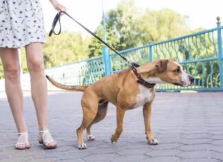 Are There Training Collars Specifically Designed For Leash Pulling