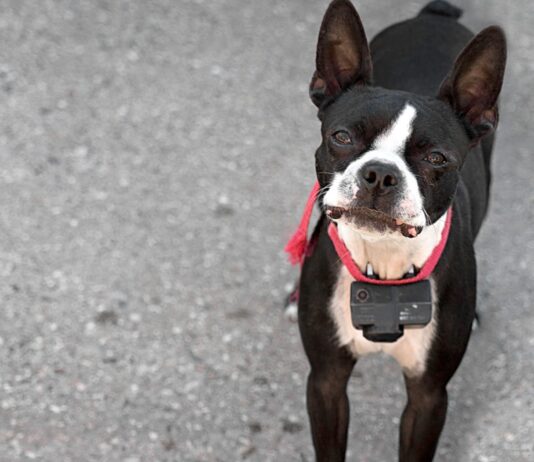 Can Training Collars Be Harmful To Dogs