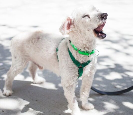 How Can I Use A Training Collar To Address Excessive Barking