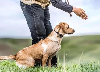 How Do I Properly Introduce My Dog To A Training Collar