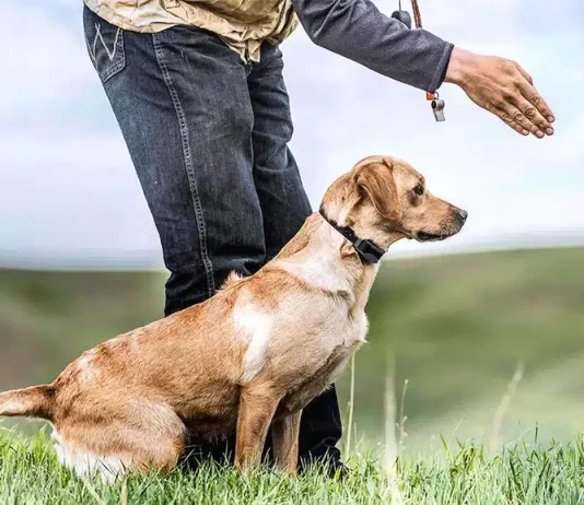 How Do I Properly Introduce My Dog To A Training Collar