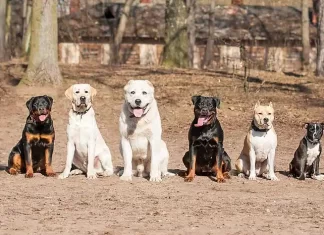 Is It Necessary To Consult A Professional Before Using A Training Collar