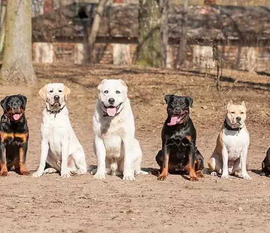 Is It Necessary To Consult A Professional Before Using A Training Collar