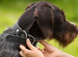 Should I Keep My Dog's Collar On In The House