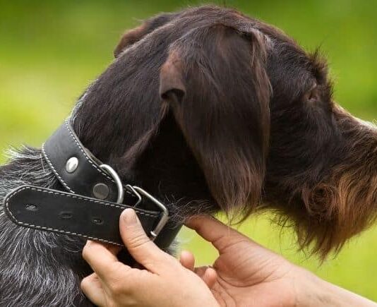 Should I Keep My Dog's Collar On In The House