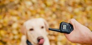 What Is A Dog Training Collar And How Does It Work