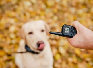 What Is A Dog Training Collar And How Does It Work