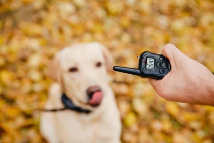 What Is A Dog Training Collar And How Does It Work