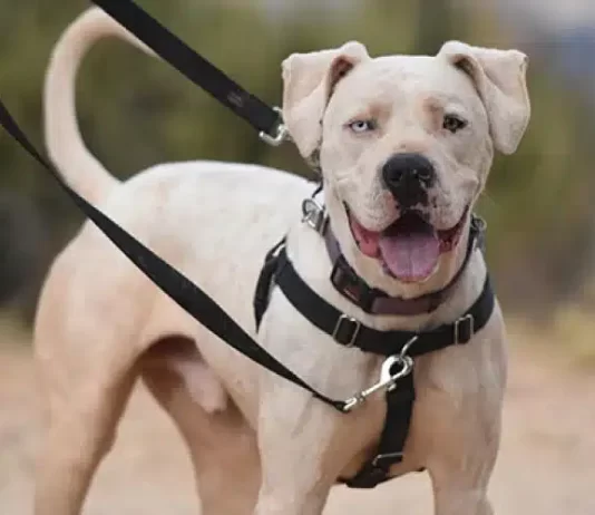 What Is The Best Dog Harness For Pulling