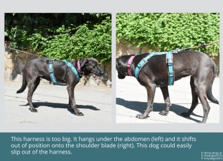 What Is The Difference Between Y And H Harness For Dogs