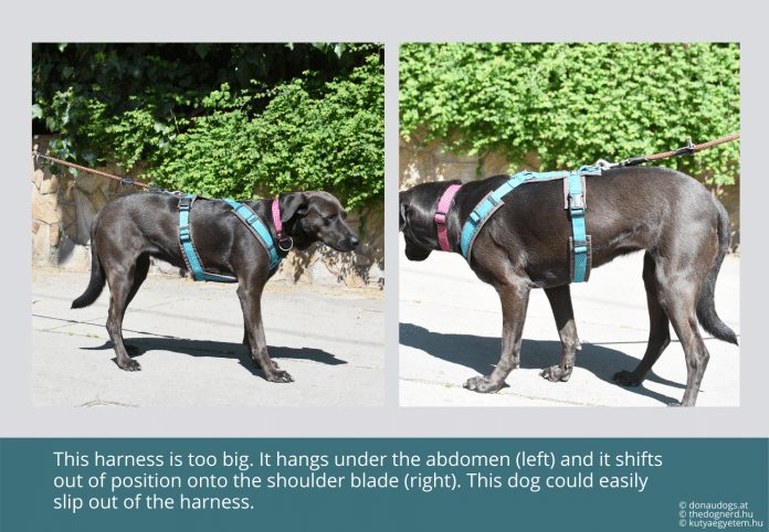 What Is The Difference Between Y And H Harness For Dogs