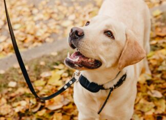 What Training Techniques Work Well With Training Collars