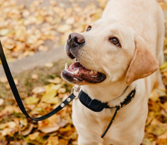 What Training Techniques Work Well With Training Collars