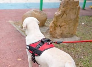 What's The Best Dog Harness For Small Breeds