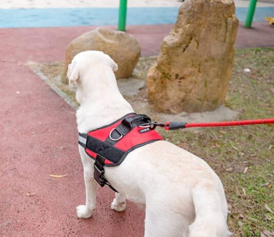 What's The Best Dog Harness For Small Breeds