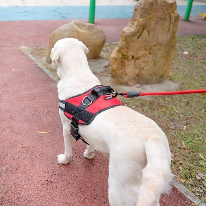 What's The Best Dog Harness For Small Breeds