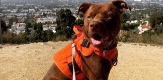 What's The Best Harness For A Dog That Escapes