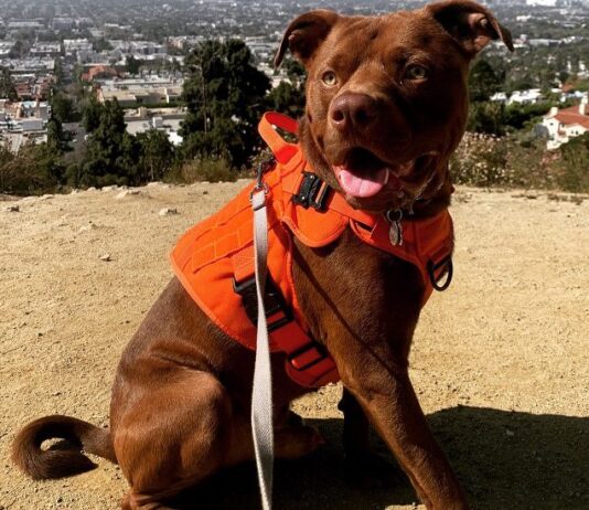 What's The Best Harness For A Dog That Escapes