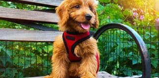What's The Best Harness For A Puppy