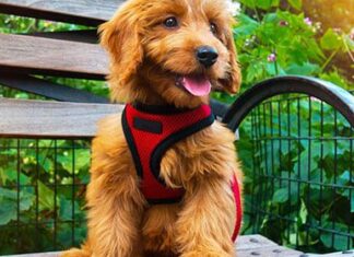 What's The Best Harness For A Puppy