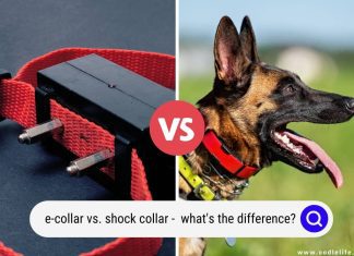 What's The Difference Between A Shock Collar And A Vibration Collar
