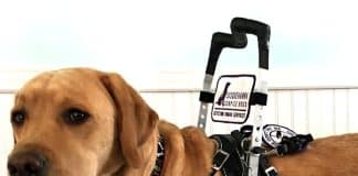 are there harnesses designed for dogs with mobility issues