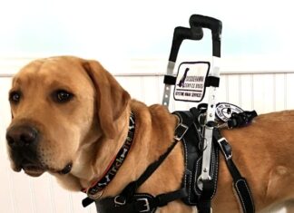 are there harnesses designed for dogs with mobility issues