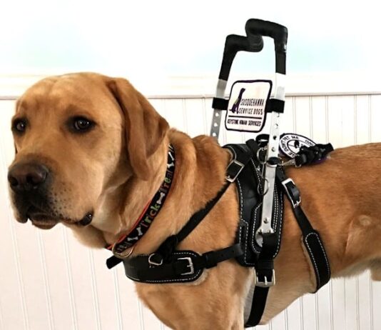 are there harnesses designed for dogs with mobility issues