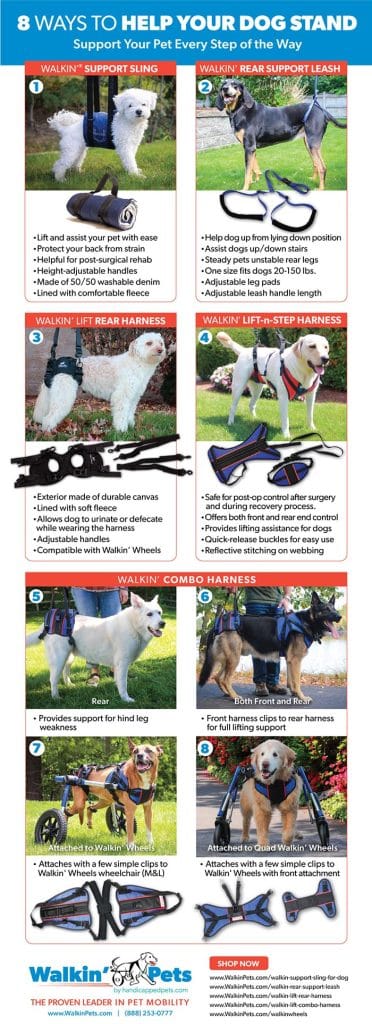 How Do I Get My Dog Comfortable Wearing A Harness?