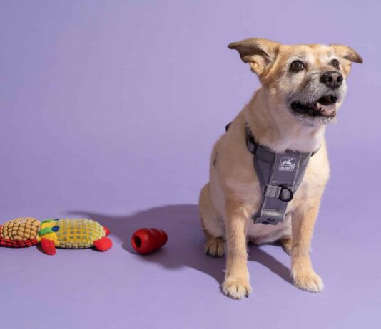 how do i get my dog comfortable wearing a harness 5
